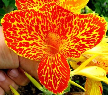 Canna 'Maui Punch'
